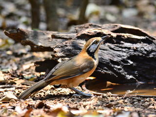 A Greater Necklaced Laughingthrust perched on the ground after sipping water at Kaeng Krachan Thailand