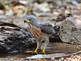 A female shikra enjoying a bath in the hot summer day at Kaeng Krachan Thailand