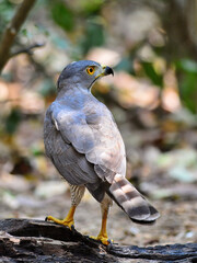 A female shikra perched on a log in the hot summer day at Kaeng Krachan Thailand