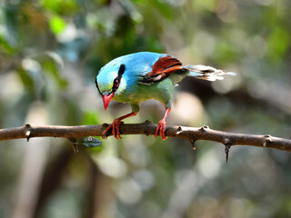 A Common Green Magpie perched on a branch at Kaeng Krachan Thailand