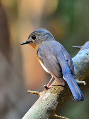 A Tickell's Blue Flycatcher perched on a branch at Kaeng Krachan National Park Petchburi Thailand