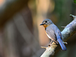 A Tickell's Blue Flycatcher perched on a branch at Kaeng Krachan National Park Petchburi Thailand