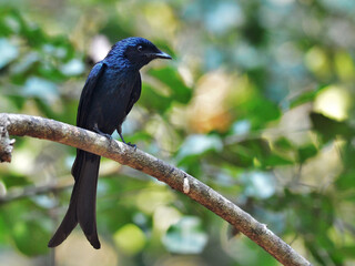 A bronzed Drongo perched on a branch its iridescent colors clearly visible at Kaeng Krachan National Park Petchburi Thailand