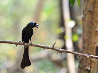 A Racket-tailed Treepie perched on a branch with plumage shines glossy blue-green colors clearly visible at Kaeng Krachan Thailand 