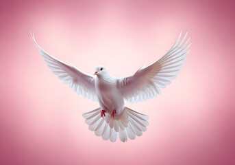 Obraz premium White Dove in Flight Against a Soft Pink Background