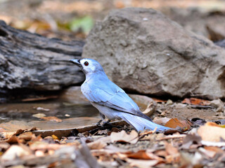 An Ashy Drongo perched on the ground for drinking water at Kaeng Krachan Thailand 