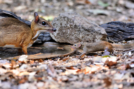 A male Mouse-deer with visible tusks face to face with a Tree Shew while drinking water in the forest at Kaeng Krachan Thailand