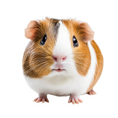 Fototapeta premium A close-up portrait of a curious guinea pig with a rich brown and white coat. its expressive eyes and small features against a clean white background. ideal for pet-related content
