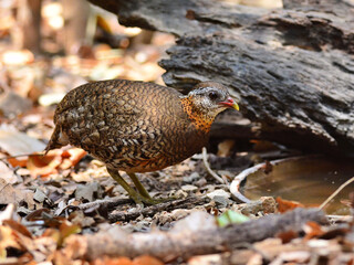 A Scaly-breasted Patridges foraging on the ground near water sources at Kaeng Krachan Thailand