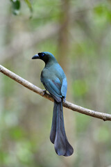 A Racket-tailed Treepie perched on a branch with beautiful plumage shines glossy blue-green colors clearly visible at Kaeng Krachan Thailand 