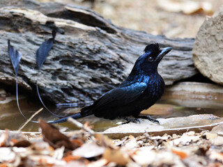 A greater Racket-tailed Drongo sitting on the ground displaying its longtails at Kaeng Krachan National park Thailand