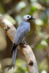 An Ashy Drongo perched on a branch in the forest at Kaeng Krachan Thailand 