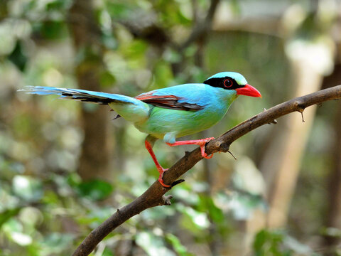 A Common Green Magpie perched on a branch at Kaeng Krachan Thailand