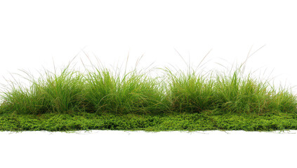 Fototapeta premium A patch of green grass and lush foliage growing together. a healthy natural landscape. perfect for outdoor themes or gardening projects