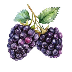 Fototapeta premium A watercolor illustration of two clusters of ripe blackberries with lush green leaves. their rich color and texture. perfect for use in food-related designs or nature-themed projects