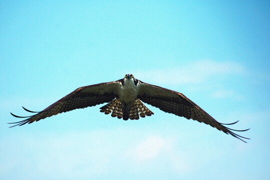eagle in flight