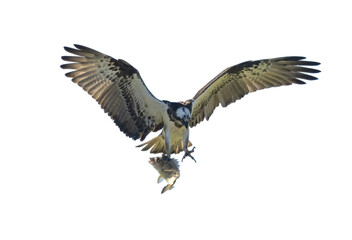 Eastern Osprey in flight with a fish on a transparent background.