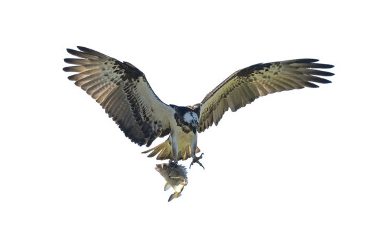 Eastern Osprey in flight with a fish on a transparent background.