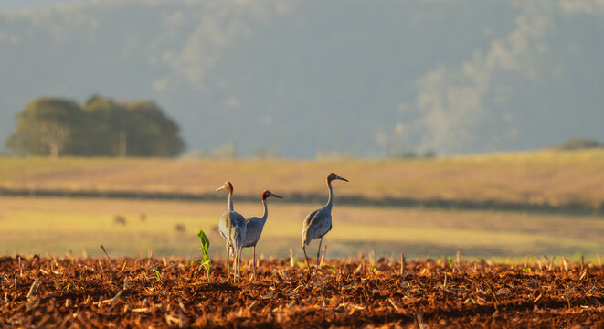 Sarus cranes (Grus antigone) in a freshly cut sugar cane field with sunlit defused farm paddocks in the distance in Atherton Tablelands, Queensland,