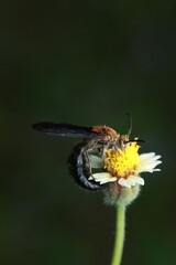 This image shows the Blue-winged Wasp (family Scoliidae), an ecological parasitoid of beetle larvae that contributes to natural pest control. It also aids in pollination while feeding on nectar.