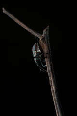 The green stink bug (Pentatomidae) is a medium-sized, shield-shaped insect with a bright green or greenish-brown body, two antennae, and six legs. It perches on plant branches, 