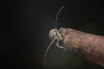 The longhorn beetle (Cerambycidae) has a brownish-gray body with mottled bark-like patterns, long antennae exceeding the body length, and six legs. It perches on tree branches or plant stems,