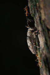 The image shows a longhorn beetle (Cerambycidae) perched on tree bark, with a brownish-gray mottled body, long antennae, and six legs. Red weaver ants (Oecophylla smaragdina) are nearby,