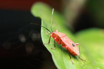 The image depicts a red cotton bug (Dysdercus cingulatus) or a red assassin bug , members of the order Hemiptera. It has a bright red body with black wings and legs, perched on a green leaf.