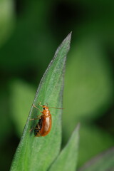 The red cucurbit leaf beetle (Aulacophora femoralis) is a small beetle with a bright red-orange, oval-shaped body, antennae, and legs. It is perched on green leaves, feeding on foliage.