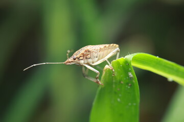 This image shows a shield bug (Eocanthecona furcellata) from the family Pentatomidae, order Hemiptera. Characterized by its shield-shaped body and brown camouflage patterns,