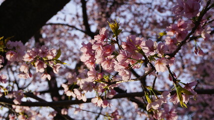 A Glimpse of Spring: Cherry Blossom Season