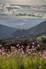 pink flowers in the mountains