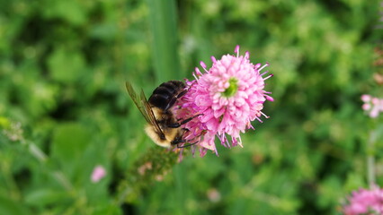 bumble bee on mountain salvia. 