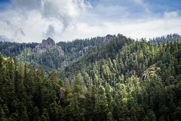pine forest in the mountains