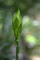 ウバユリの蕾