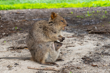 A mother quokka smiling on the ground and her baby quokka peeks out of the mother's pouch. August, Rottnest Island, Australia. The quokka (Setonix brachyurus) is a small macropod. 