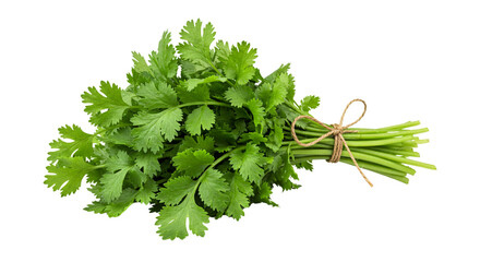 parsley isolated on white