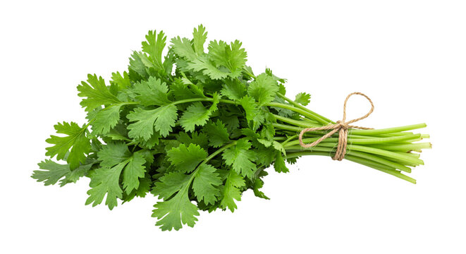 parsley isolated on white background