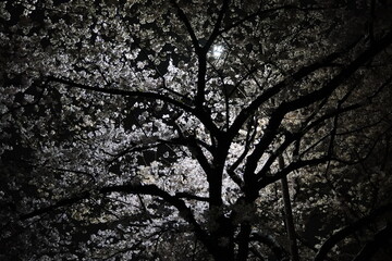 Mystical Night Cherry Blossoms against a Dark Sky