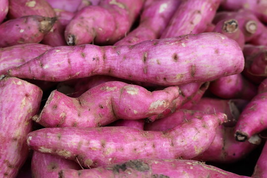 Pile of Purple Sweet Potatoes. Ipomoea batatas