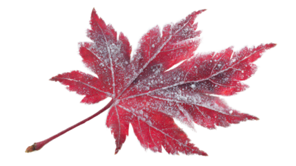 The image displays a red maple leaf, likely captured during autumn or early winter on white background 