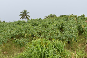 Fototapeta premium Los Iros, Trinidad and Tobago - July 7, 2025 - Melongene or eggplant field on an agricultural field. The agricultural activity here, is currently being threatened by mass land movement and slippage. 