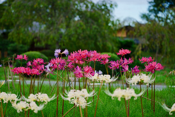 彼岸花（曼殊沙華）