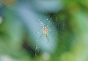 ICM, intentional camera movement of a spider in a web!