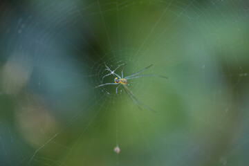 Spider with 3 red spots on its back in a web!