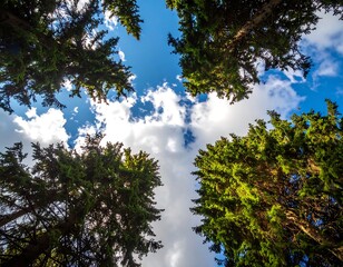 Obraz premium Looking up at a forest canopy