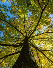 Fototapeta premium Looking up at a large tree canopy in autumn