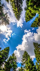 Obraz premium Looking up at a vibrant sky through a dense forest canopy