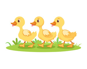 Group of young ducklings walking together on grassy ground