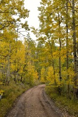 Obraz premium Autumn Road